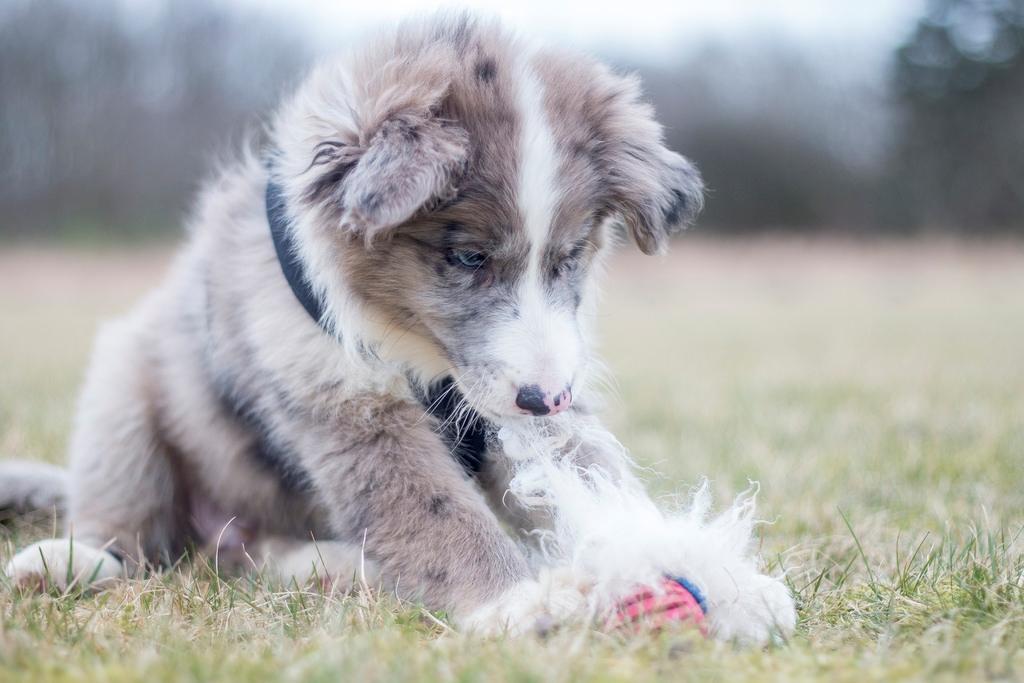 Border collie Chic Coral Sunshine Valmar billede 8