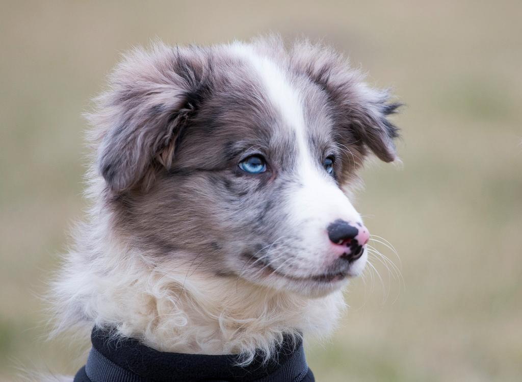 Border collie Chic Coral Sunshine Valmar billede 12