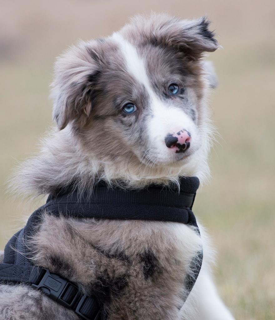 Border collie Chic Coral Sunshine Valmar billede 13