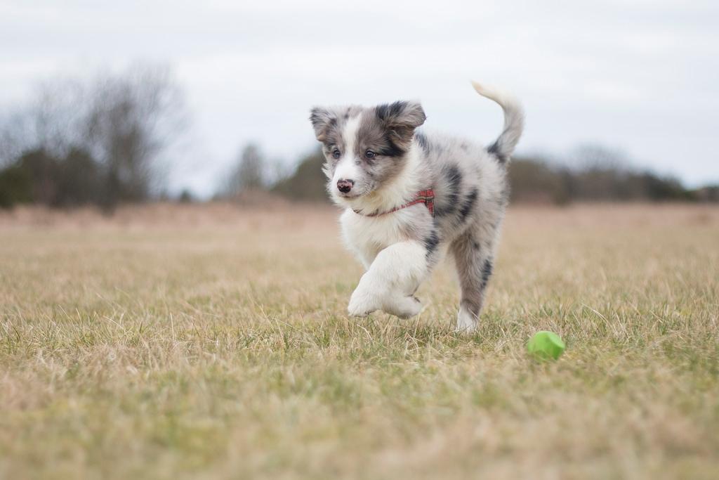 Border collie Chloe lights up like a sunshine valmar billede 5