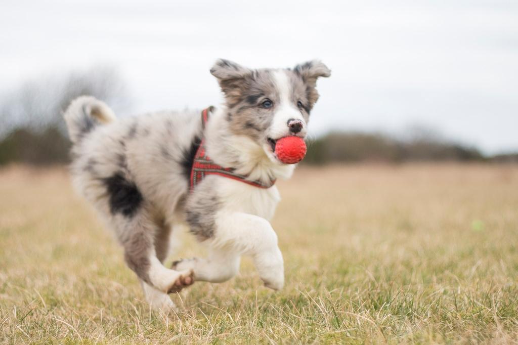 Border collie Chloe lights up like a sunshine valmar billede 1