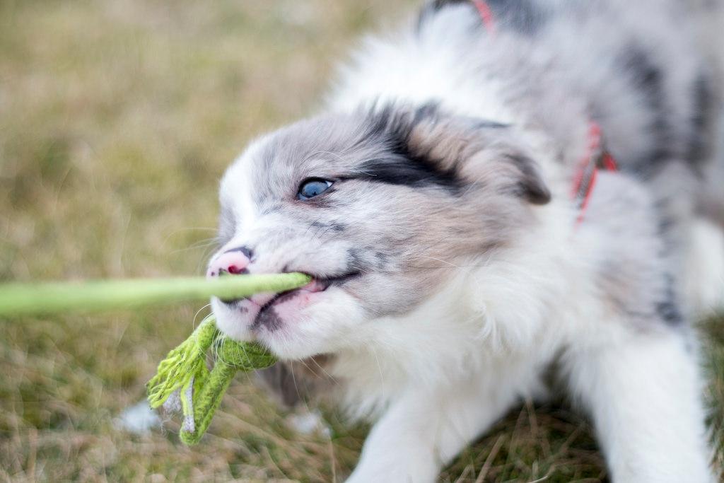 Border collie Chloe lights up like a sunshine valmar billede 2