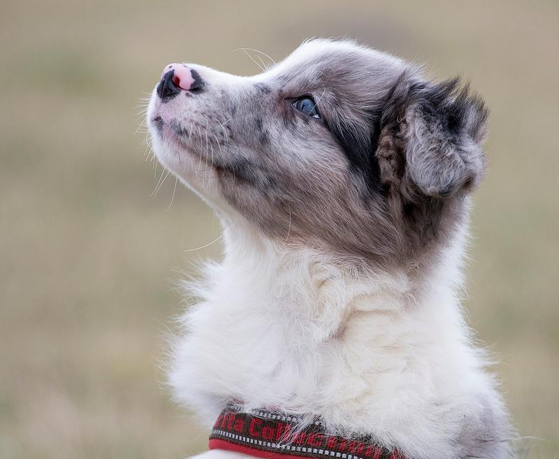 Border collie Chloe lights up like a sunshine valmar billede 12