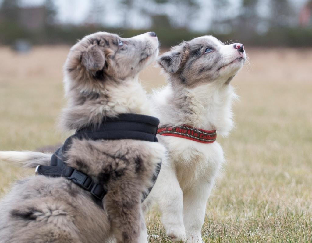 Border collie Chloe lights up like a sunshine valmar billede 14