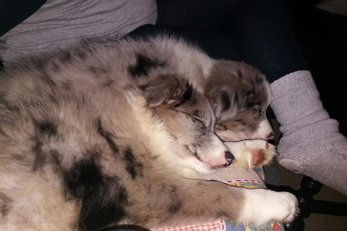 Border collie Chloe lights up like a sunshine valmar billede 17