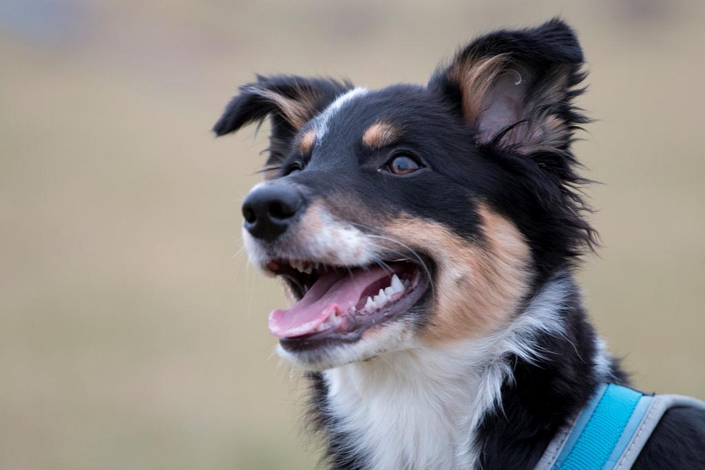 Border collie Peanut billede 5