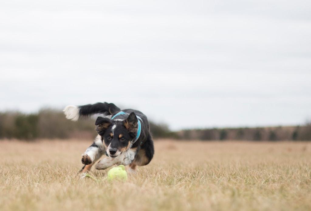 Border collie Peanut billede 2