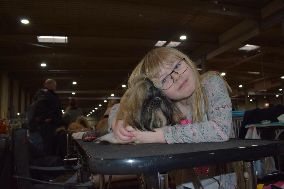 Shih tzu Perle "fra Mønsted's hunde" billede 15