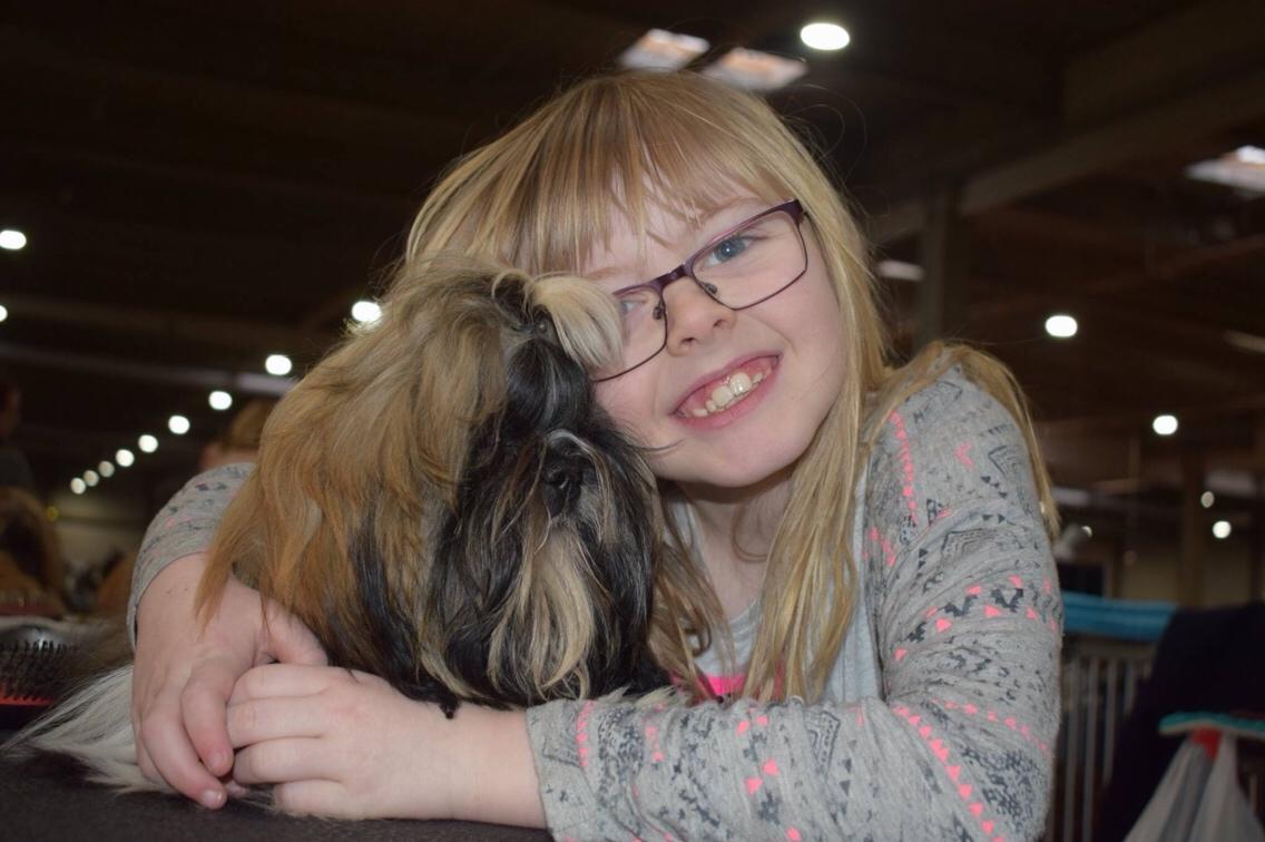 Shih tzu Perle "fra Mønsted's hunde" billede 16