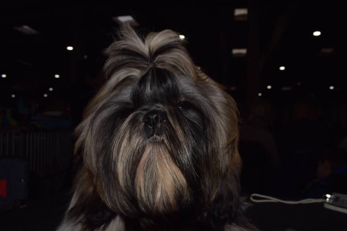 Shih tzu Perle "fra Mønsted's hunde" billede 17
