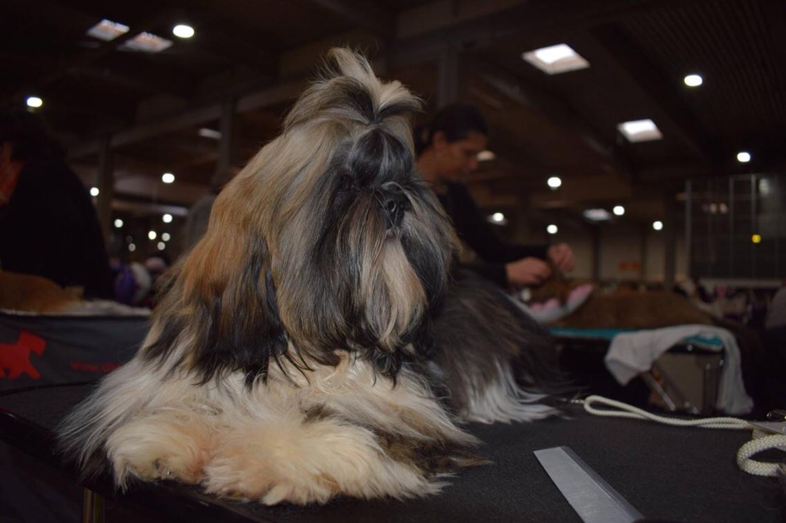 Shih tzu Perle "fra Mønsted's hunde" billede 18