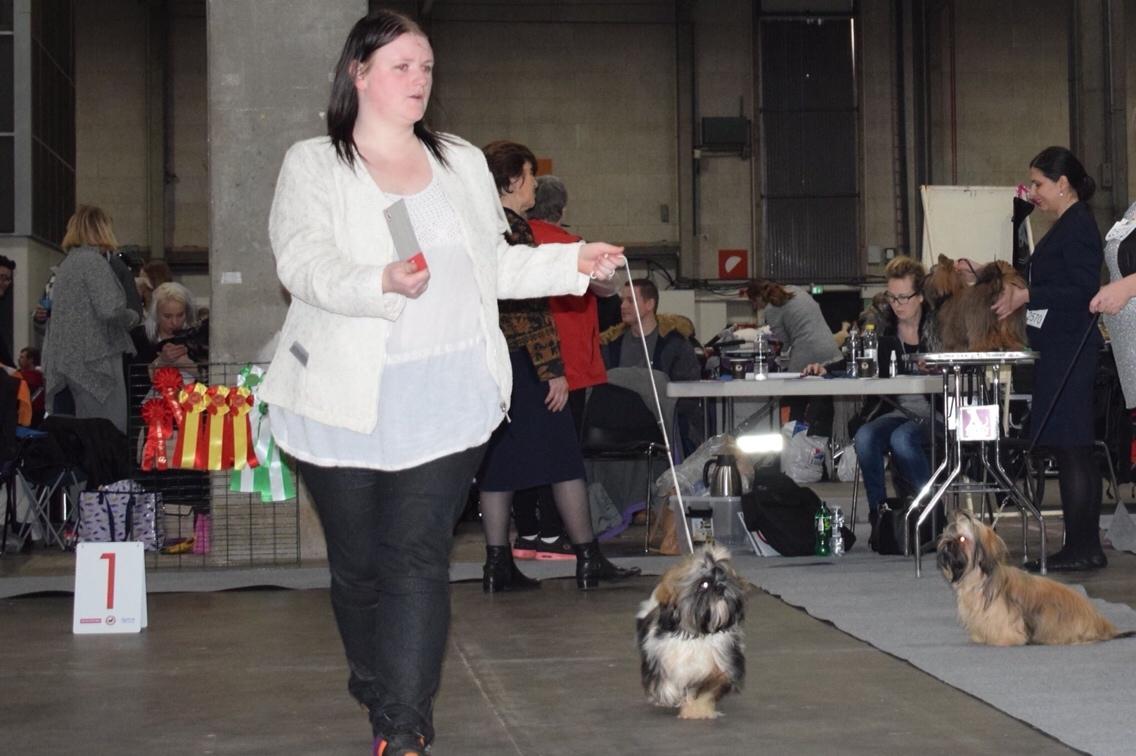 Shih tzu Perle "fra Mønsted's hunde" billede 21