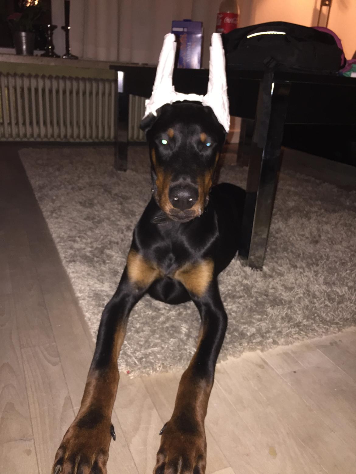 Dobermann Ben  billede 37