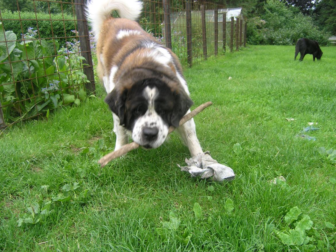 Sankt bernhardshund Frede, R.I.P 23.1.2020 - Frede 6 år 2016 - store lege gøj billede 6