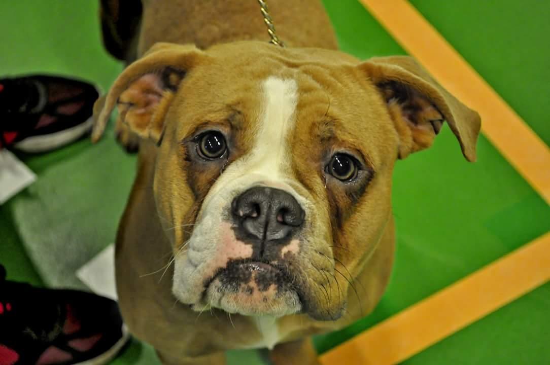 Olde english bulldogge TrueLove Bulldogs She Loves You (Jytte) billede 20