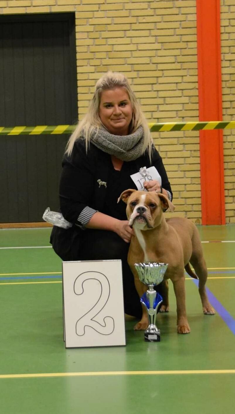 Olde english bulldogge TrueLove Bulldogs She Loves You (Jytte) billede 21