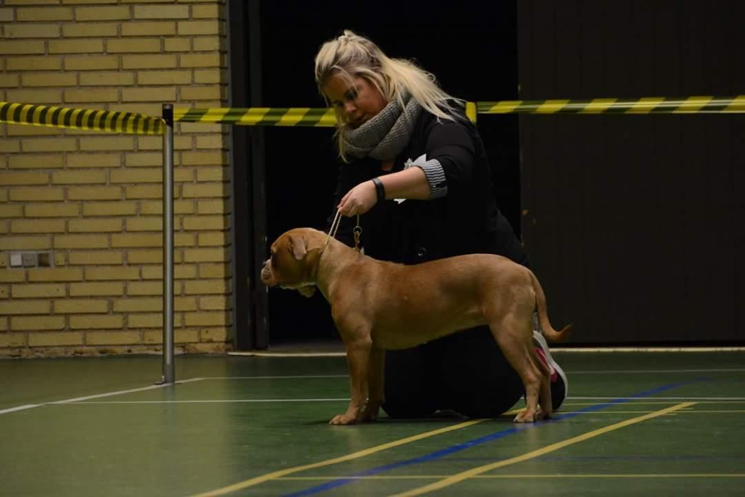 Olde english bulldogge TrueLove Bulldogs She Loves You (Jytte) billede 23