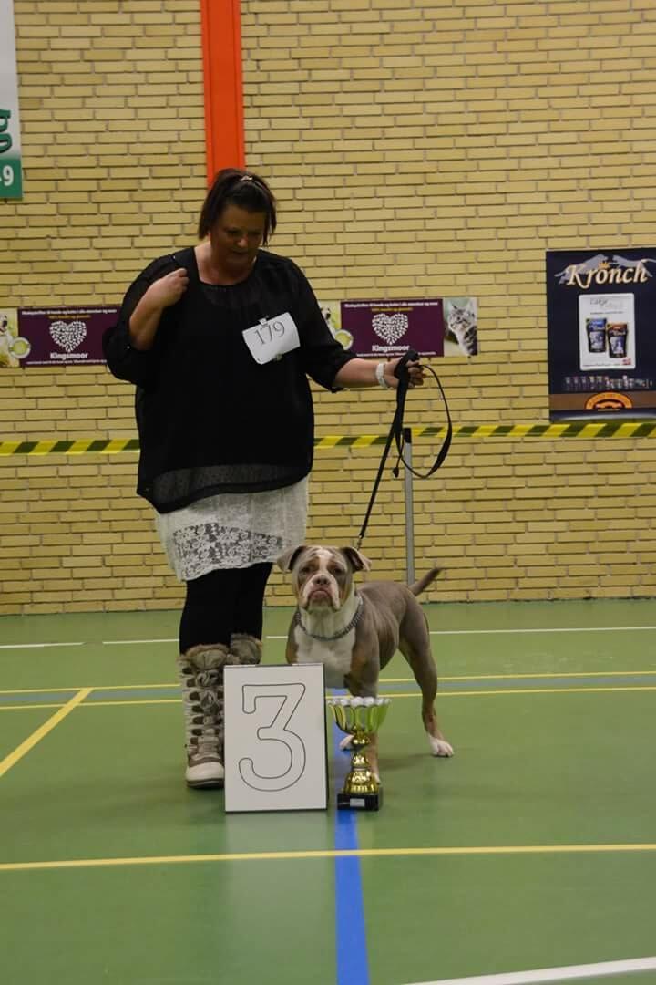 Olde english bulldogge Reservoirbulls Minerva (Gudrun) billede 43