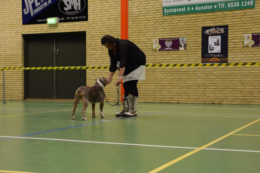 Olde english bulldogge Reservoirbulls Minerva (Gudrun) billede 44