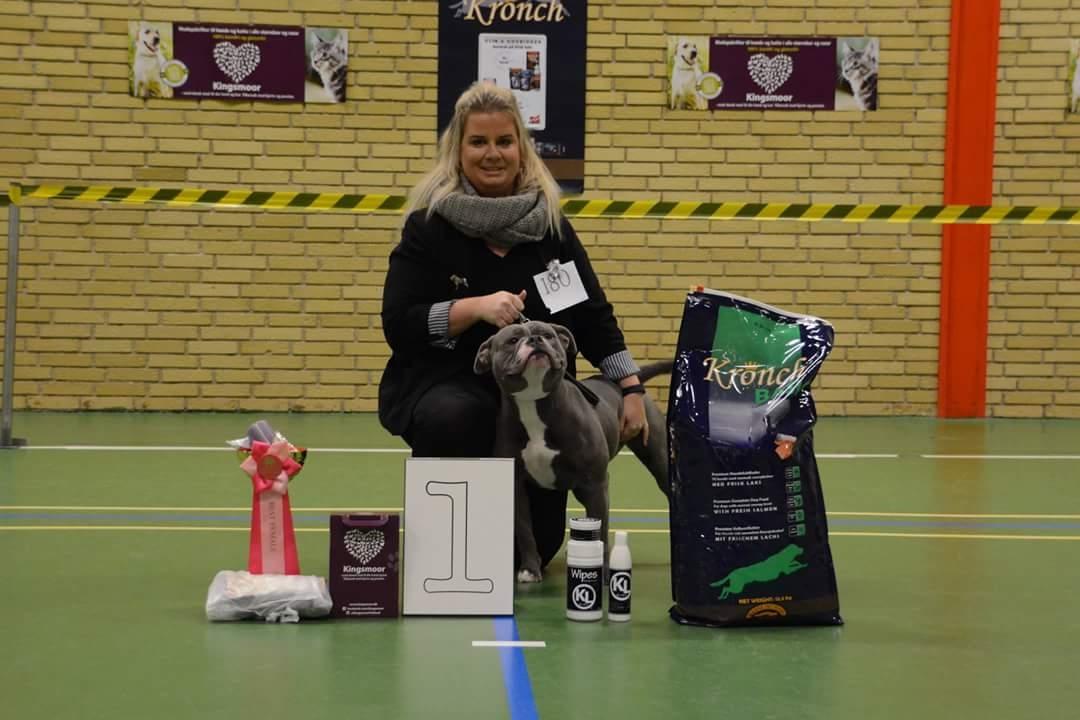 Olde english bulldogge GroovyBulls Marylin Monroe (Amiee) billede 33