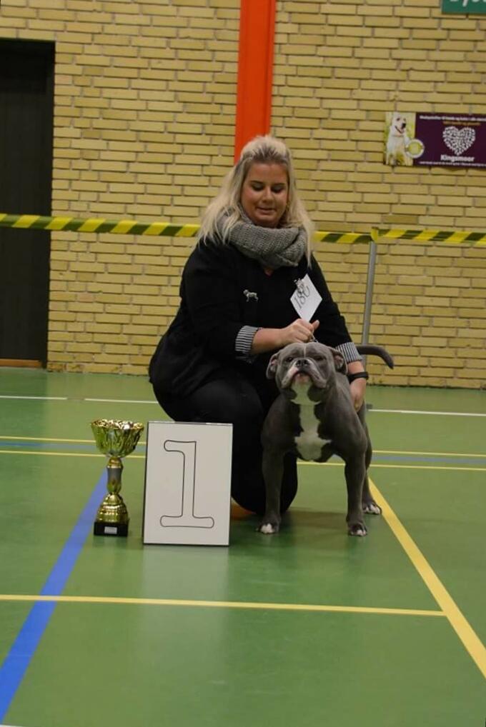 Olde english bulldogge GroovyBulls Marylin Monroe (Amiee) billede 34