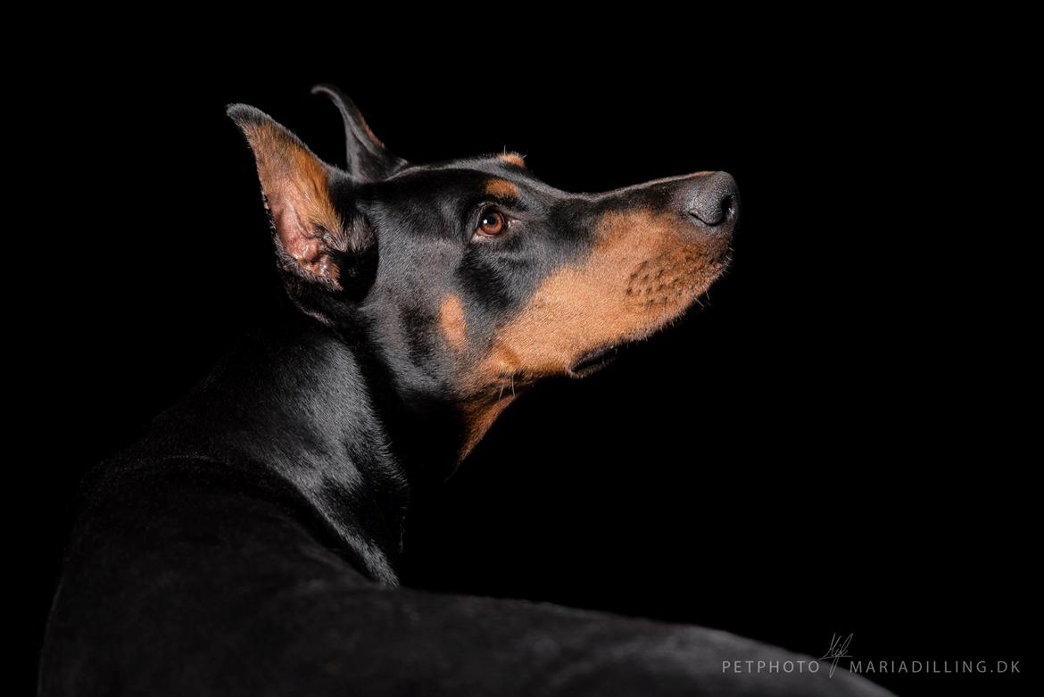 Dobermann Tahi-réme Nikon / Nooka billede 2