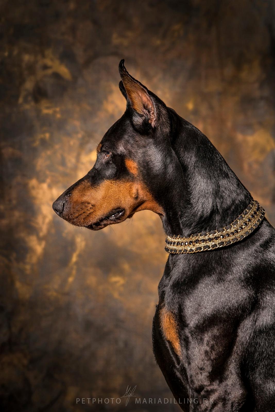 Dobermann Tahi-réme Nikon / Nooka billede 3