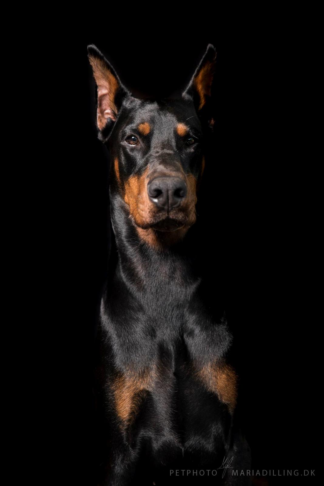 Dobermann Tahi-réme Nikon / Nooka billede 1