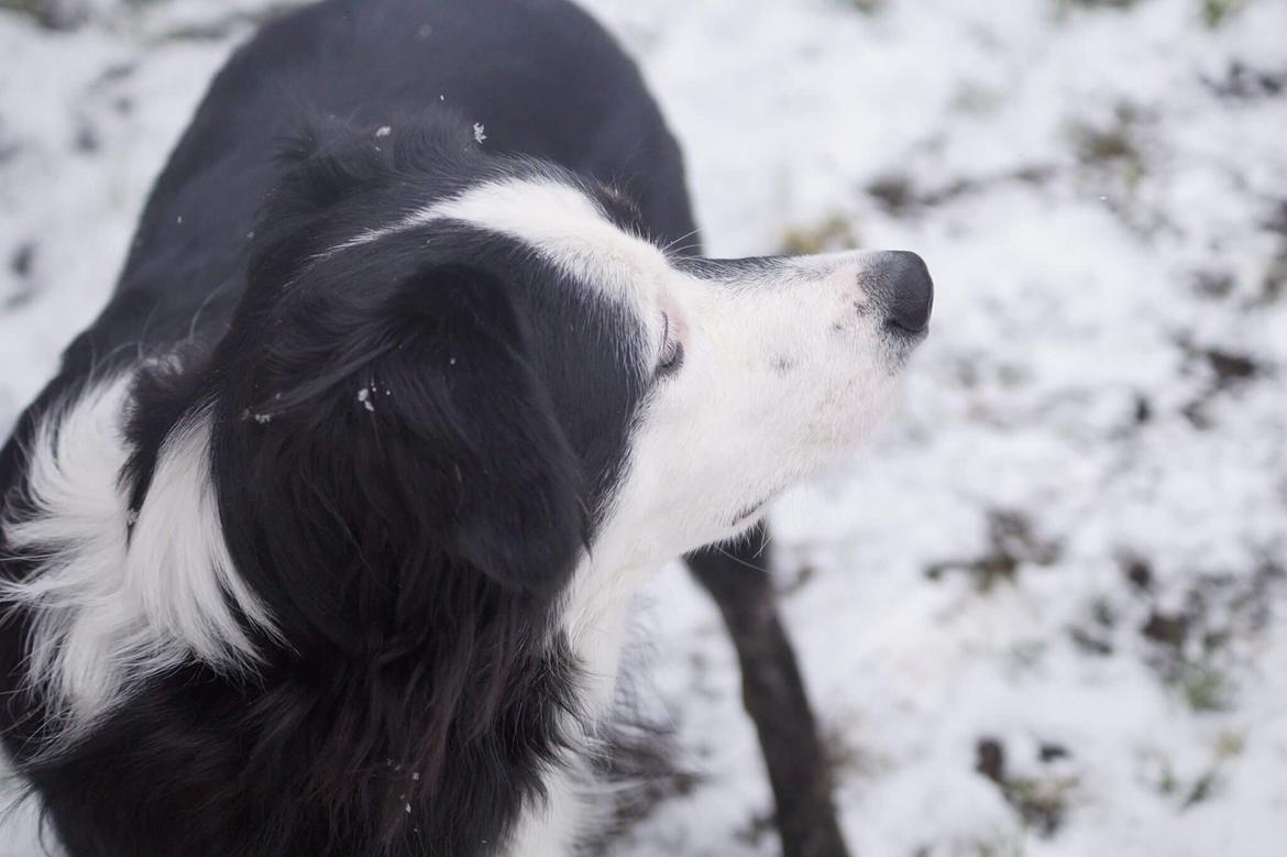 Border collie Tony billede 6