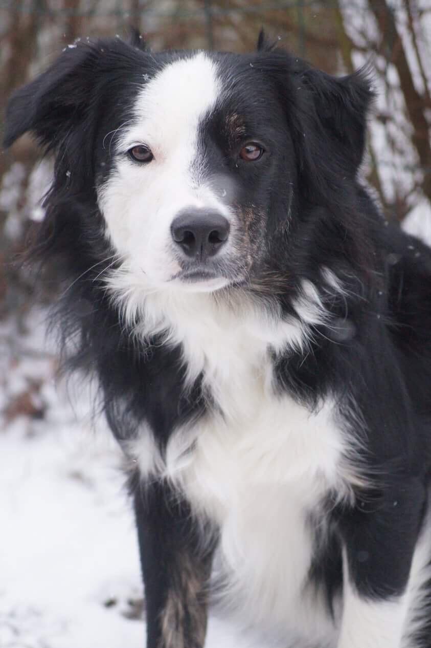 Border collie Tony billede 8