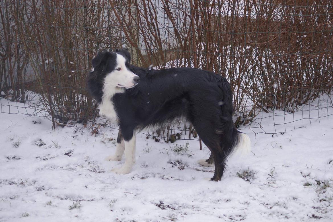 Border collie Tony billede 10