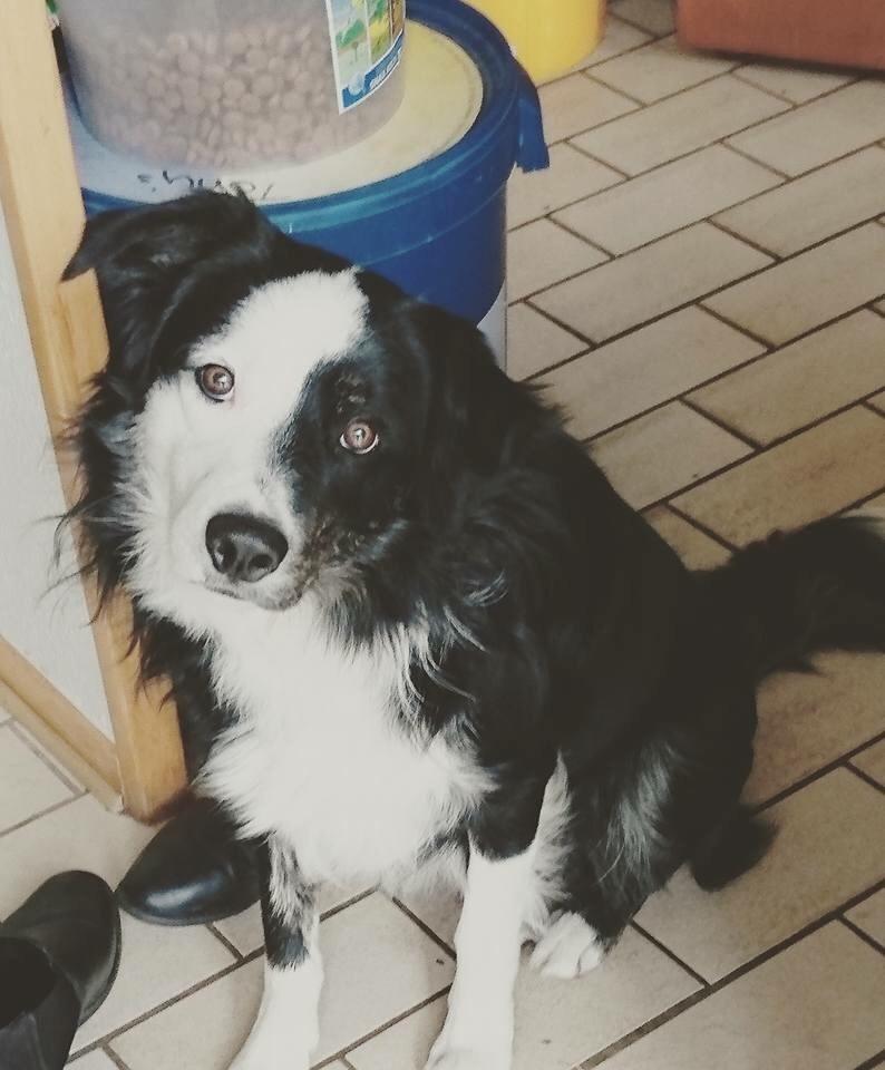 Border collie Tony billede 11