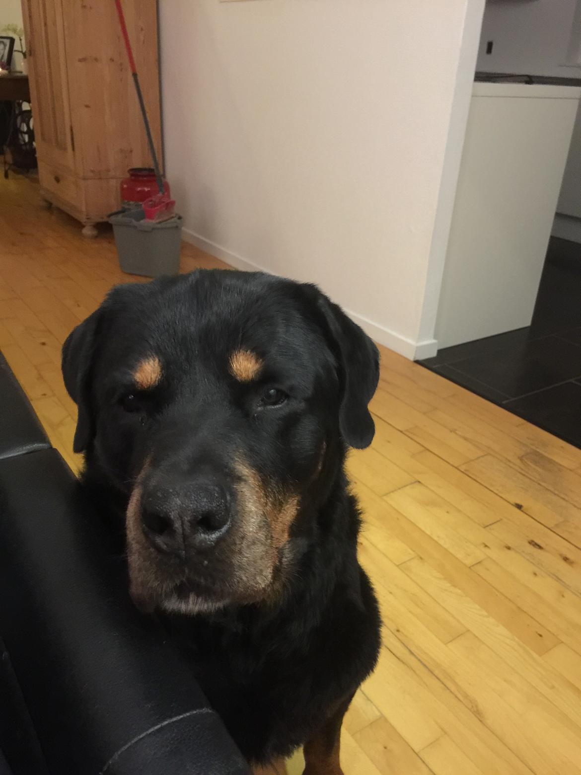 Rottweiler Samson billede 27