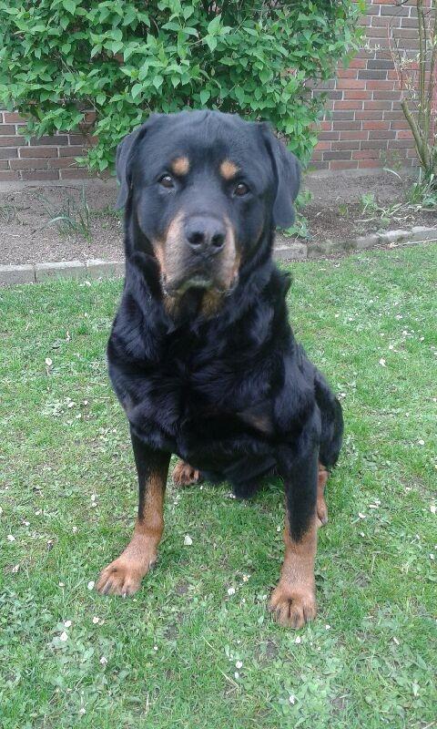Rottweiler Samson billede 28