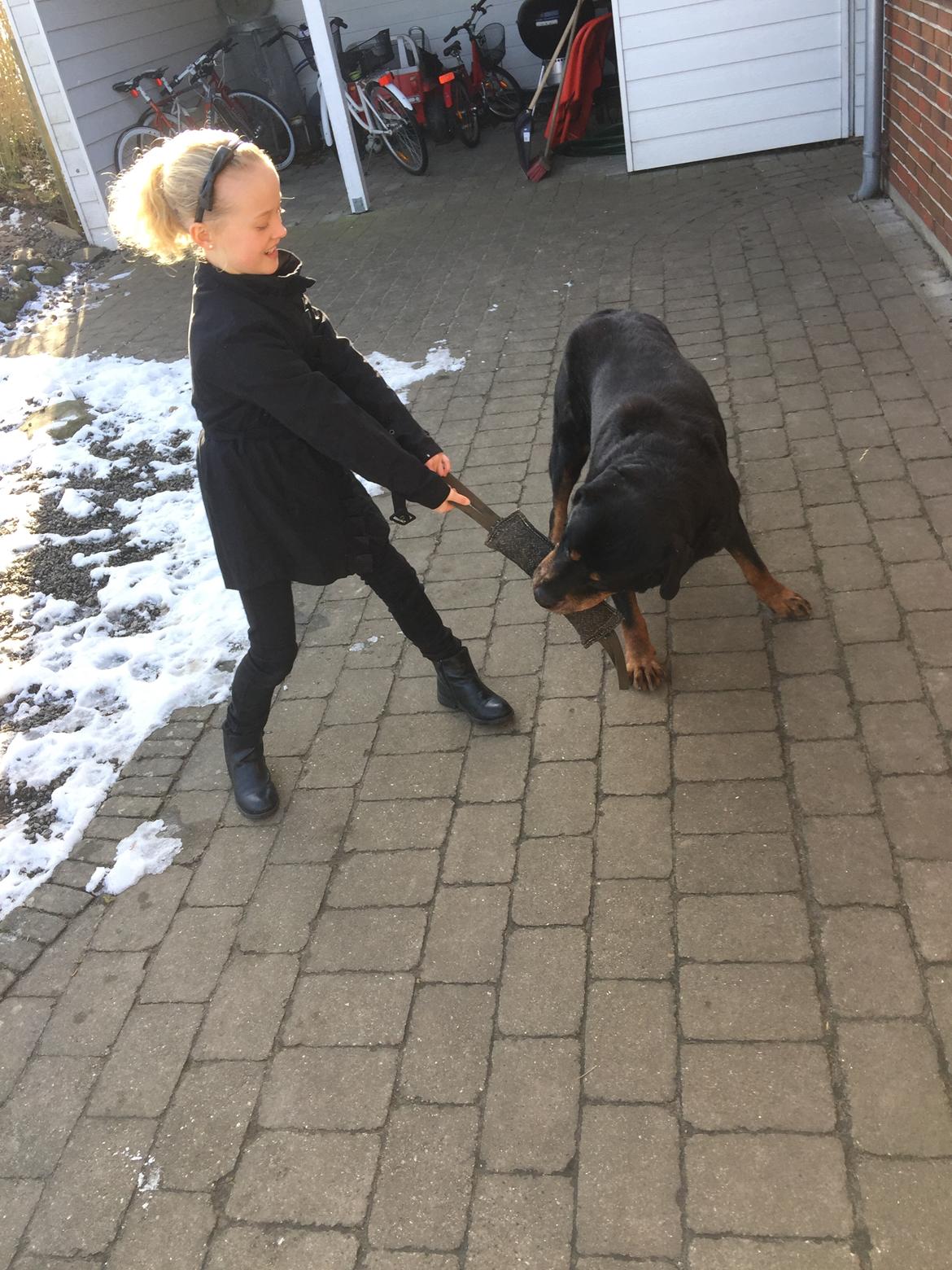 Rottweiler Samson billede 30