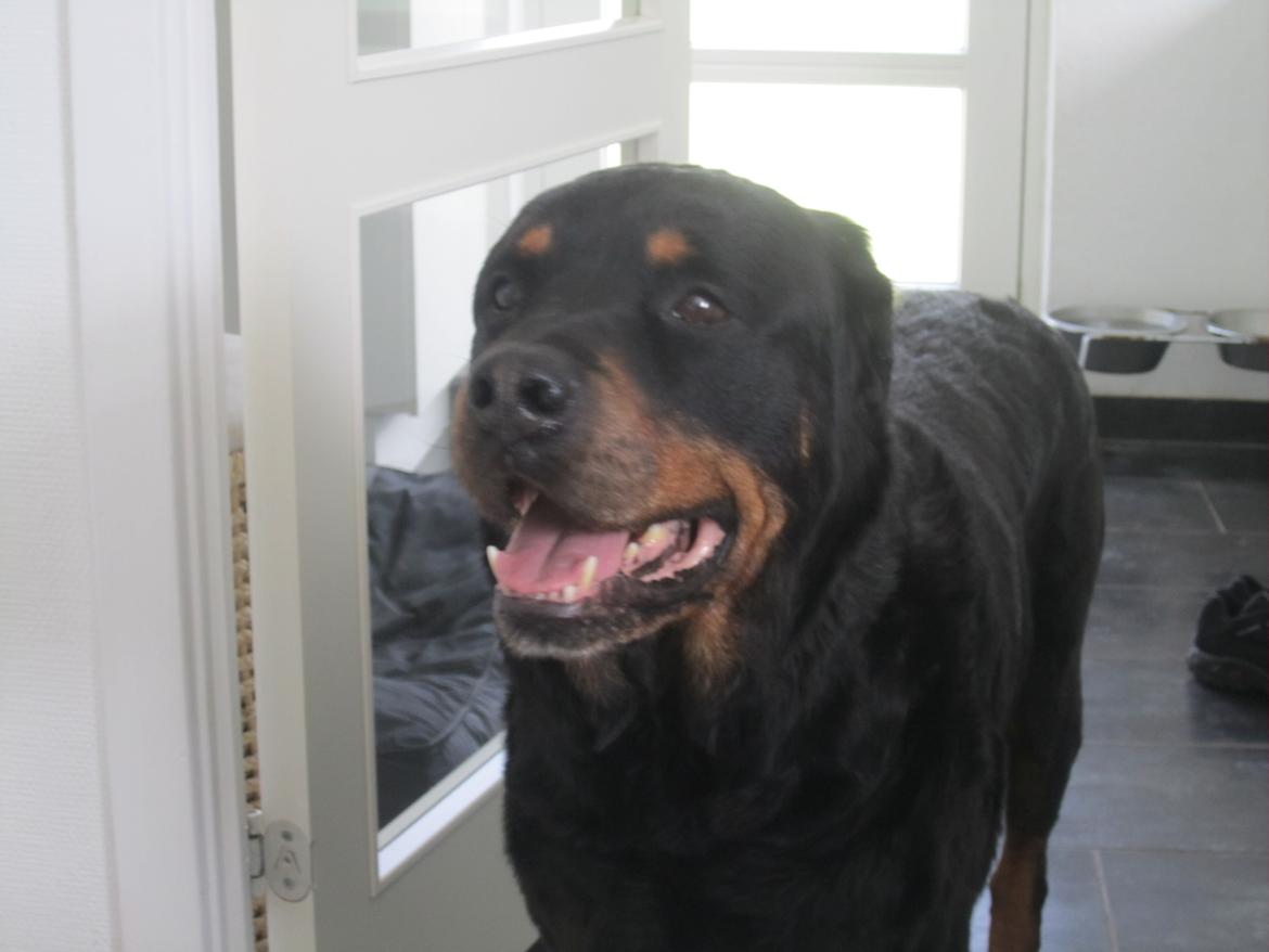 Rottweiler Samson billede 29