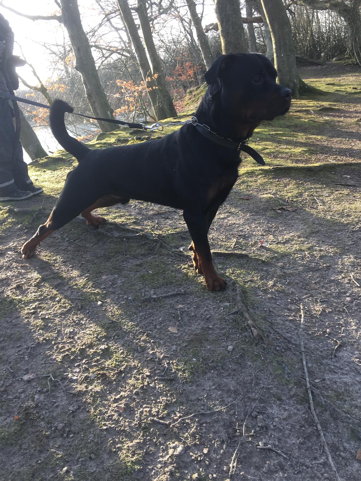 Rottweiler Jason billede 22