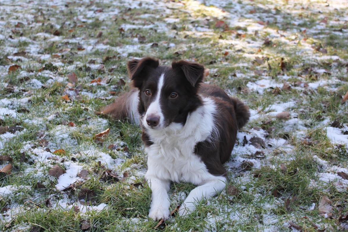 Border collie Pi billede 16