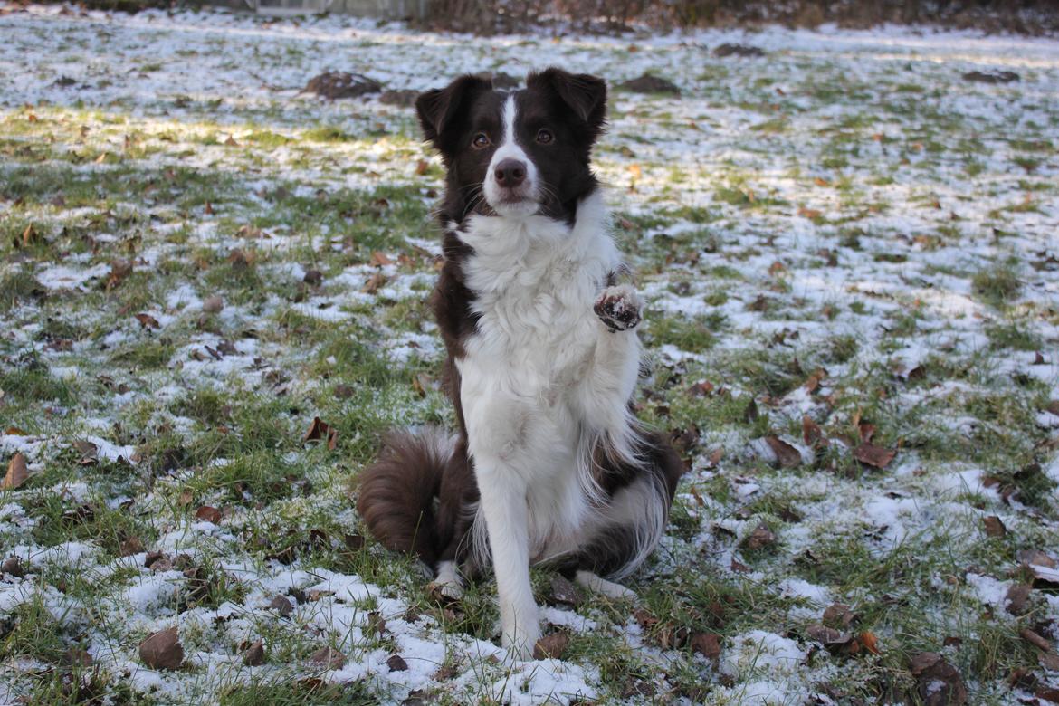 Border collie Pi billede 18