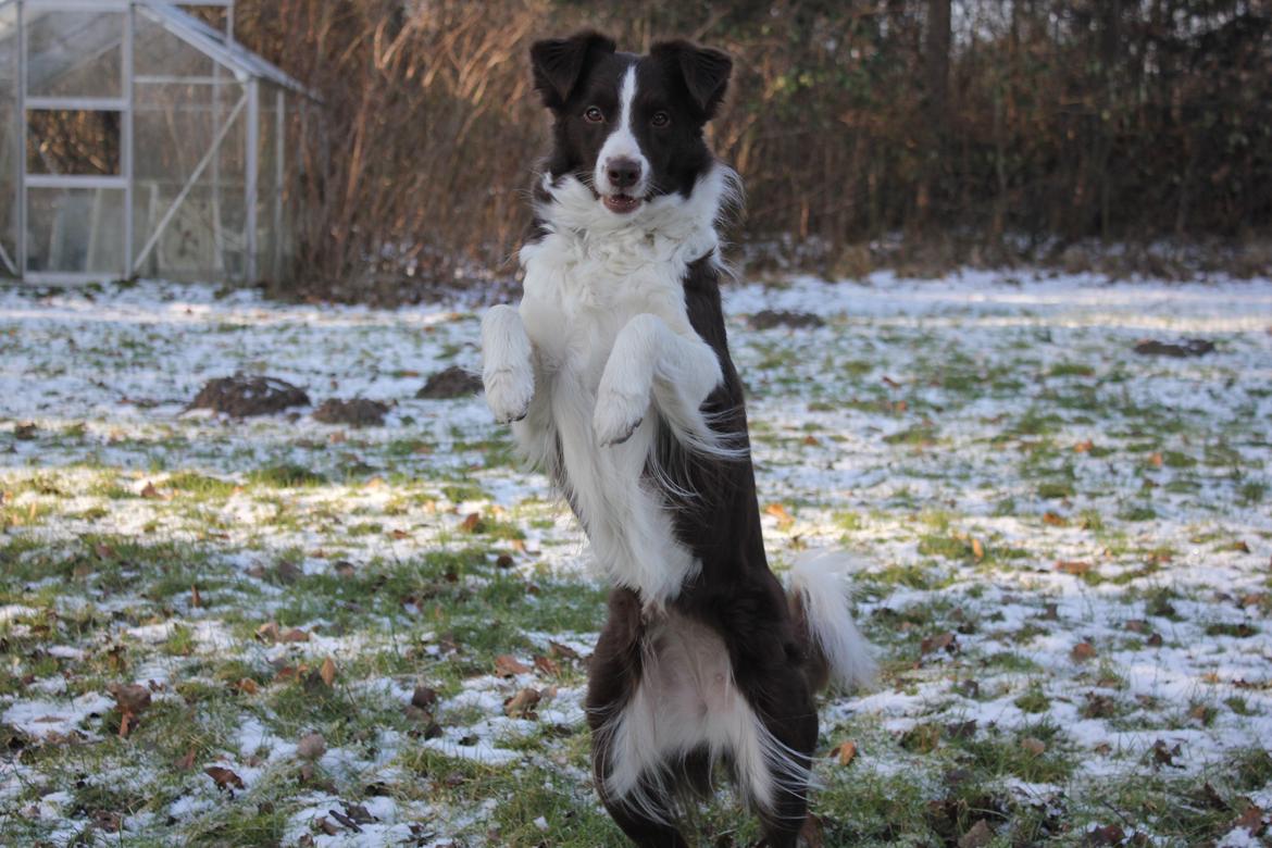 Border collie Pi billede 2