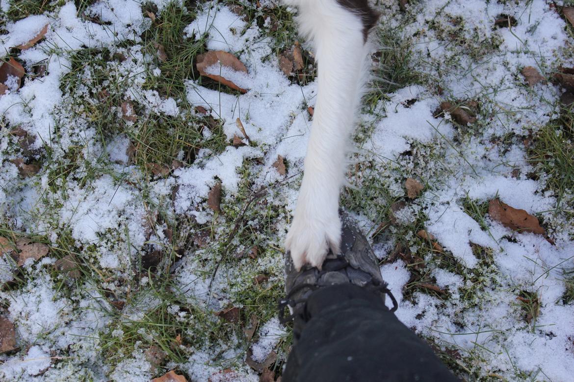 Border collie Pi billede 20