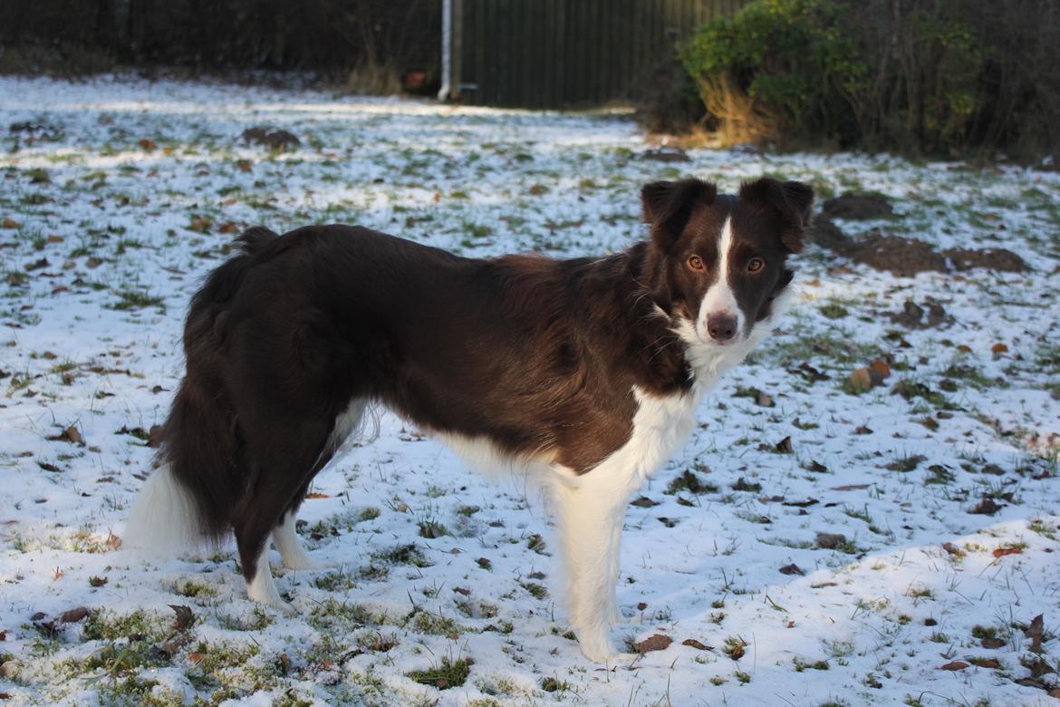 Border collie Pi billede 21