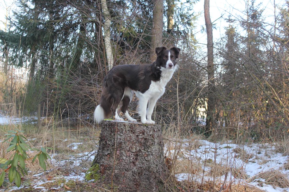 Border collie Pi billede 23