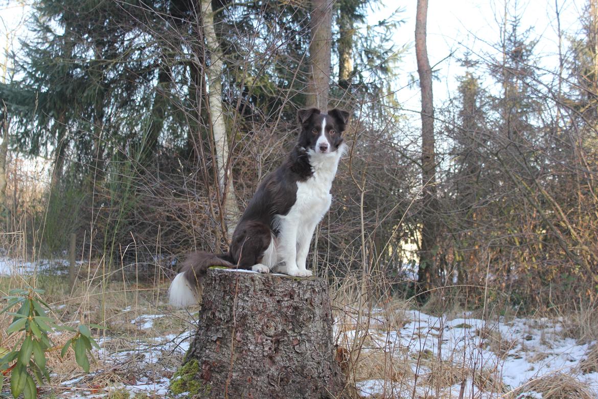 Border collie Pi billede 25