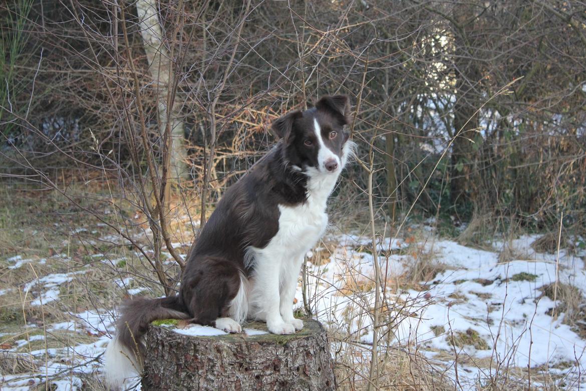 Border collie Pi billede 26