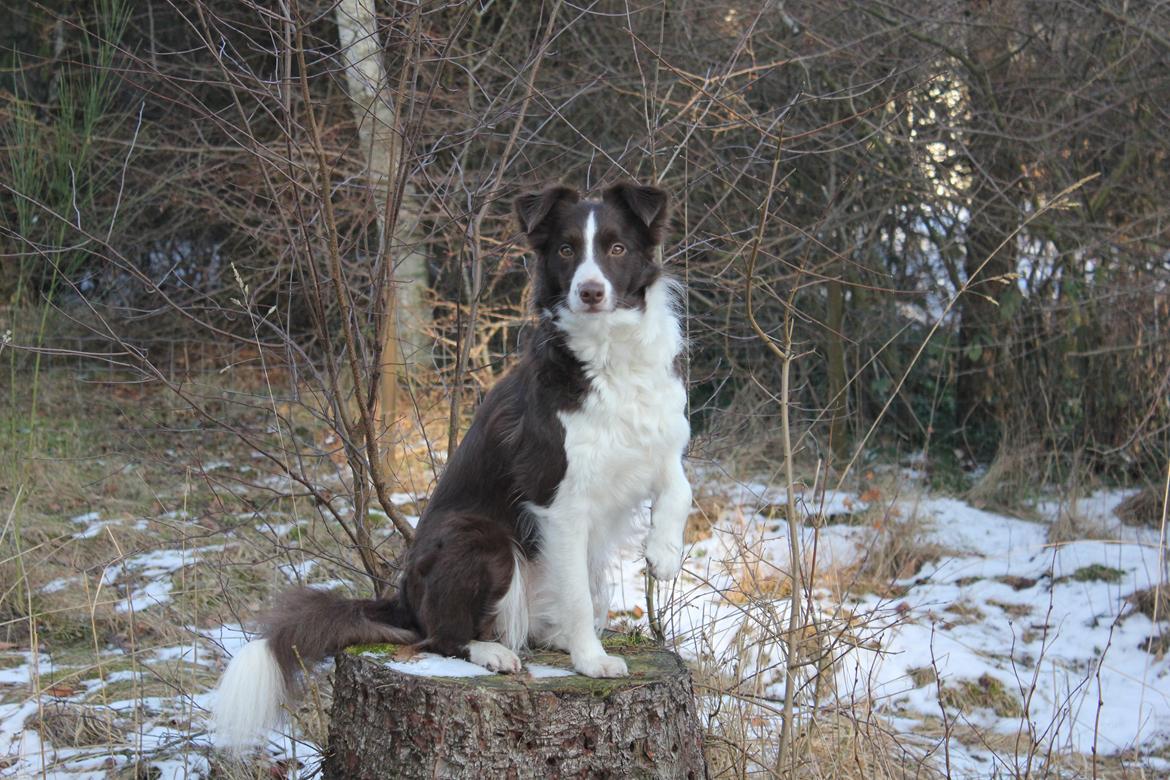 Border collie Pi billede 28