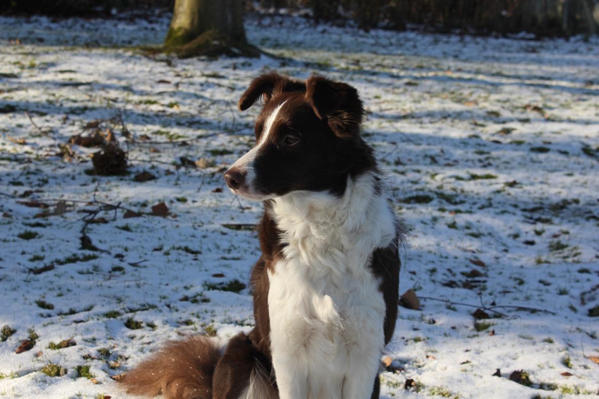 Border collie Pi billede 31