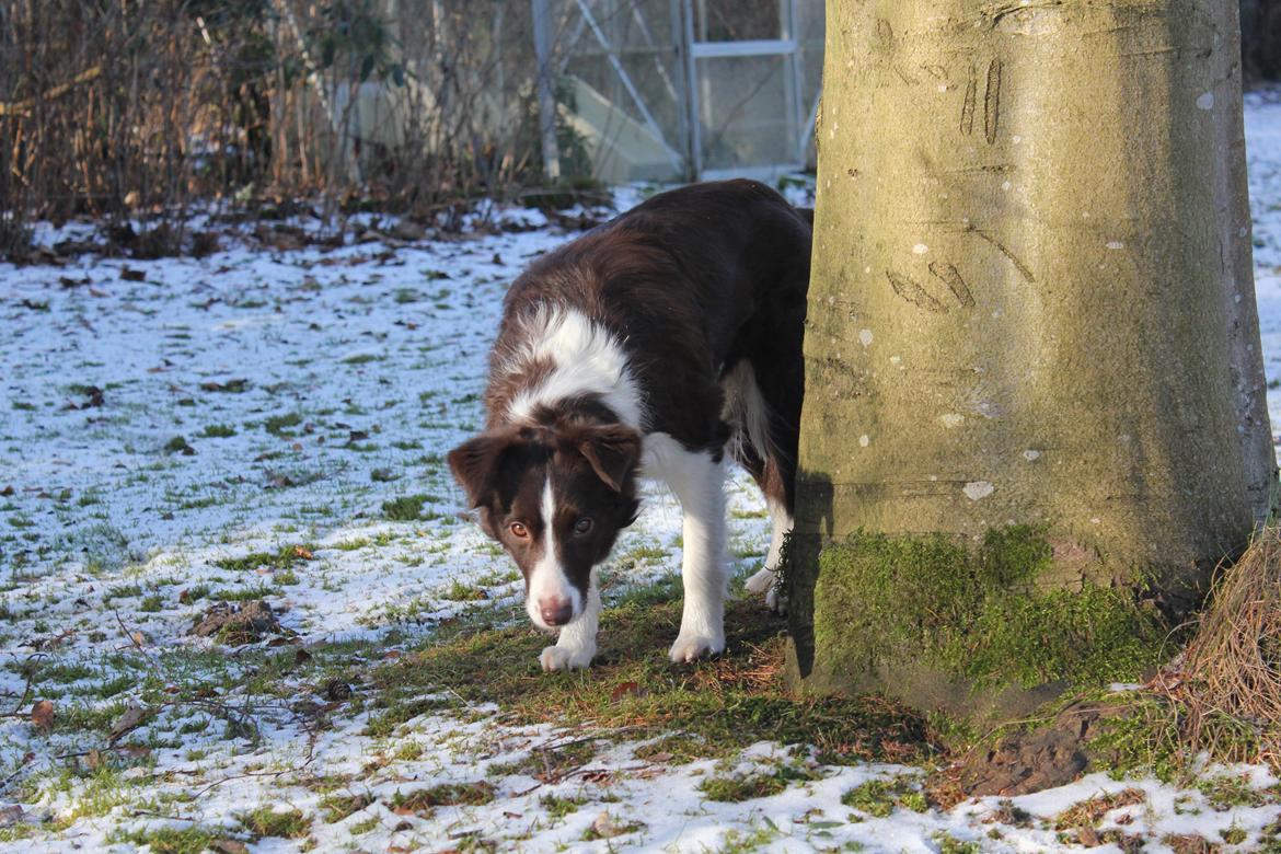 Border collie Pi billede 33