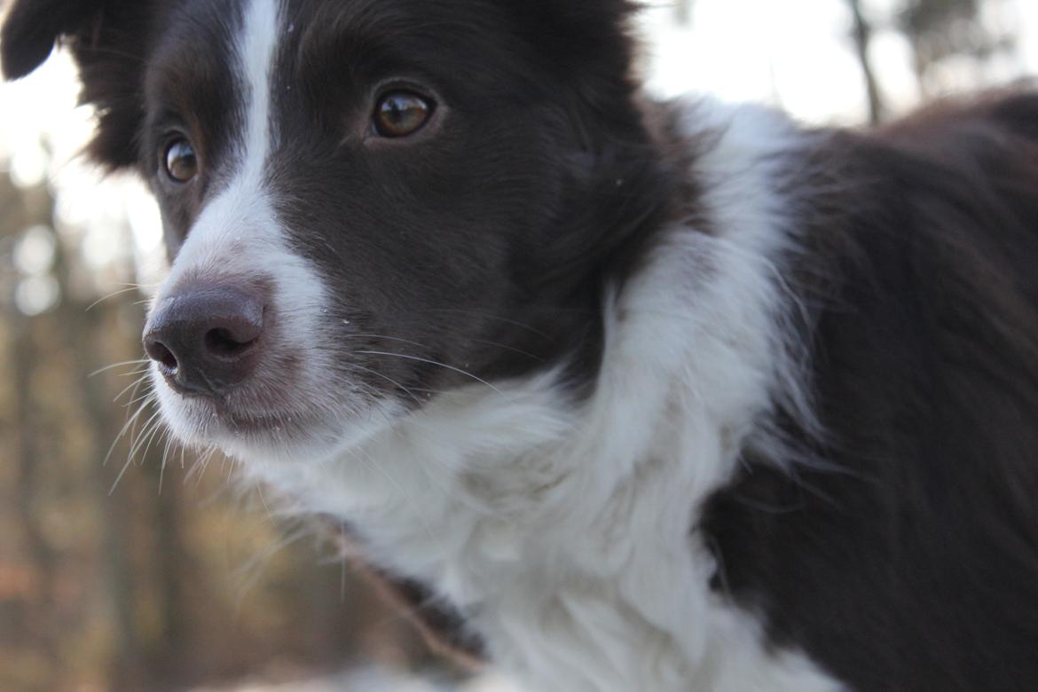 Border collie Pi billede 1