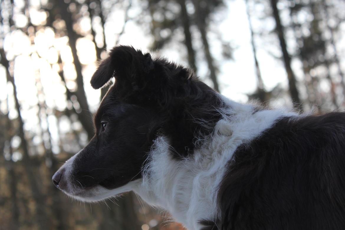 Border collie Pi billede 35